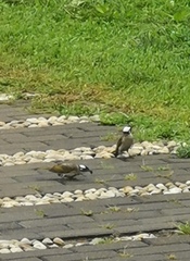 Pycnonotus sinensis sinensis