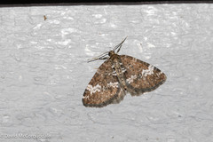 Perizoma alchemillata