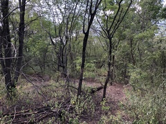 Haematoxylum brasiletto