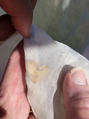 Neoterpes edwardsata