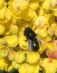 Osmia lignaria propinqua