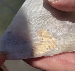 Neoterpes edwardsata