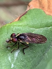 Eudioctria sackeni