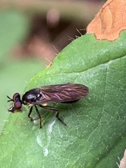 Eudioctria sackeni