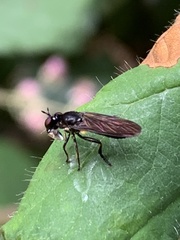 Eudioctria sackeni