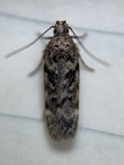 Chionodes thoraceochrella