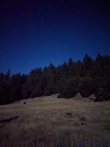 iNaturalist observation photo of Columbian Black-tailed Deer