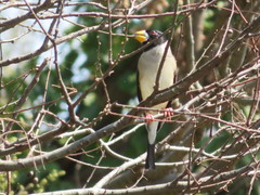Eophona migratoria