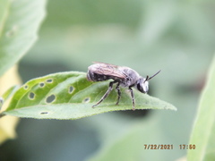 Colletes latitarsis