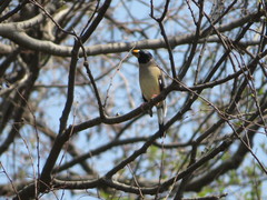 Eophona migratoria
