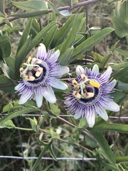Passiflora mooreana