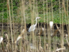Ardea cinerea