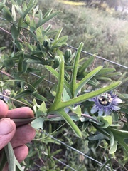 Passiflora mooreana
