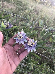 Passiflora mooreana