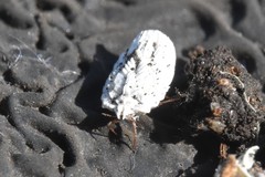 Arctorthezia pseudoccidentalis