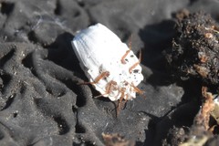 Arctorthezia pseudoccidentalis