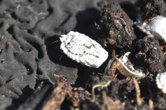 Arctorthezia pseudoccidentalis