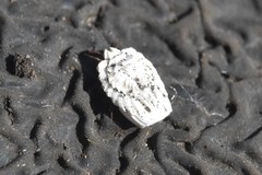 Arctorthezia pseudoccidentalis