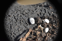 Arctorthezia pseudoccidentalis