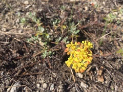 Eriogonum marifolium