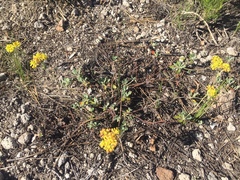 Eriogonum marifolium