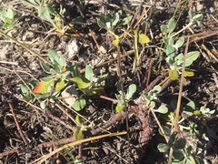 Eriogonum marifolium