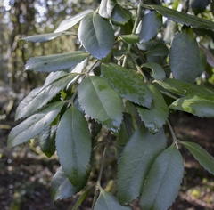 Laureliopsis philippiana