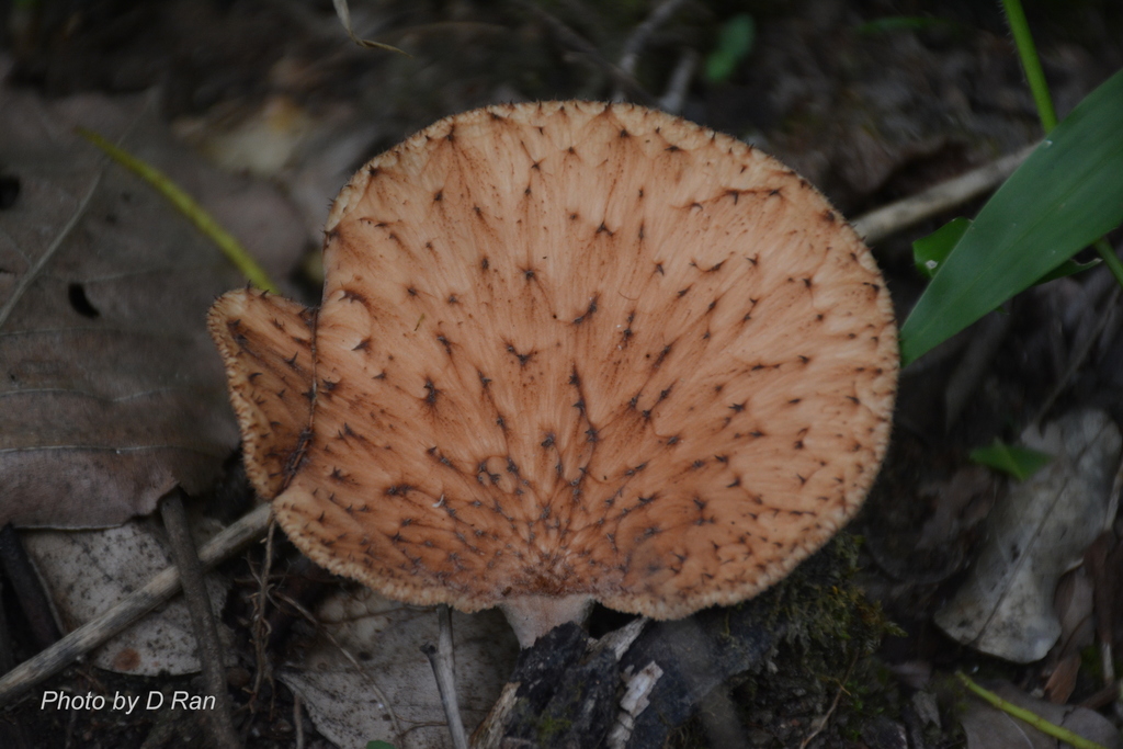 Echinochaete