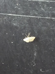 Lygropia rivulalis