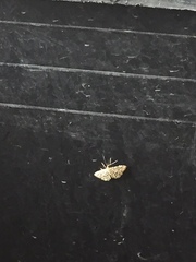 Lygropia rivulalis
