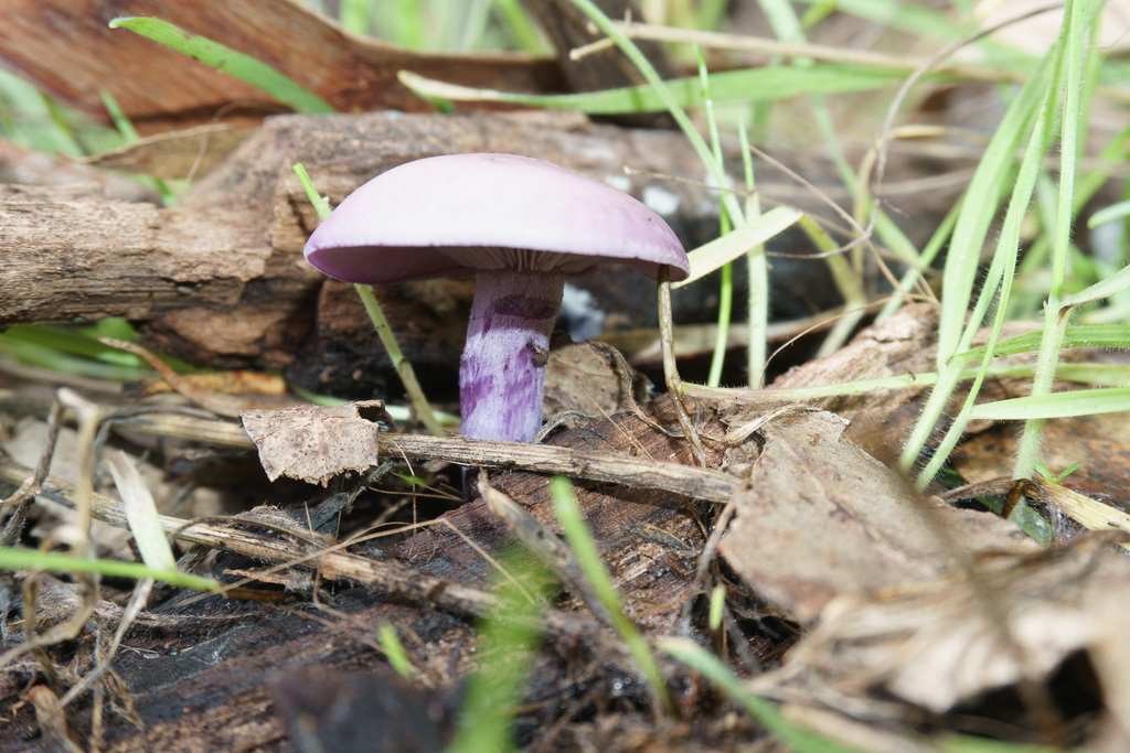 Collybia nuda · July 2018 · photo: © lartundo (iNaturalist, cc-by)