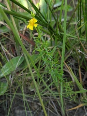 Hypericum brachyphyllum