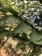 Leuenbergeria guamacho