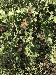 Leuenbergeria guamacho