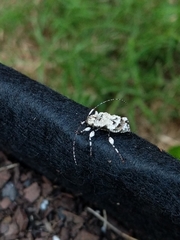 Leptostylus asperatus
