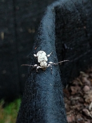 Leptostylus asperatus