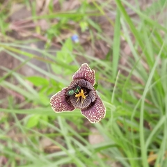 Tigridia vanhouttei