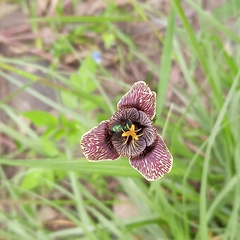 Tigridia vanhouttei
