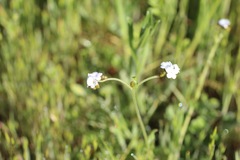 Cryptantha flaccida