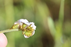 Cryptantha flaccida