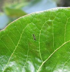 Synemosyna formica