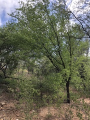 Haematoxylum brasiletto