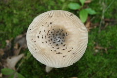 Amanita ceciliae