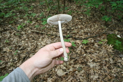 Amanita ceciliae