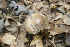 Amanita ceciliae