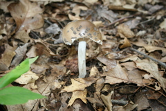 Amanita ceciliae