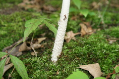 Amanita ceciliae