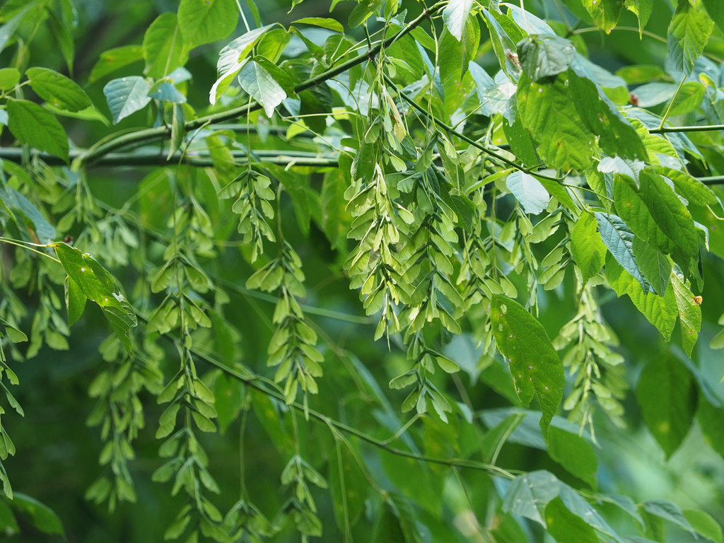 box elder from Prince William County, VA, USA on July 23, 2021 at 11:50 ...