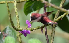 Microchera albocoronata