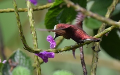Microchera albocoronata